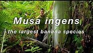 World's largest banana species Musa Ingens (giant banana) filmed in Indonesian New Guinea