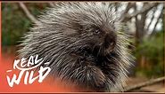 The Secret Life Of Porcupines (Wildlife Documentary) | Wild America | Real Wild