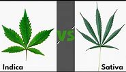 Sativa vs Indica - Difference between Sativa and Indica