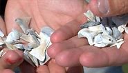 Fossilized shark teeth found on Florida beach