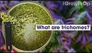 What are trichomes? | Weed Easy