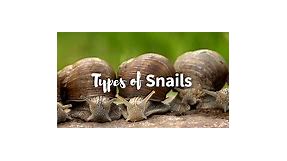 15 Different Types of Snails: Pictures, Chart & Facts