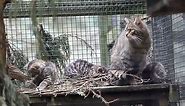 Adorable footage of critically endangered Scottish wildcat kittens