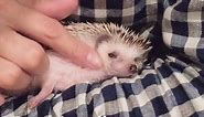 Adorable hedgehog loves eating apples and taking naps