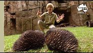 Robert Irwin's Australia Zoo Tour | Irwin Family Adventures