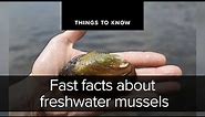 Fast facts about freshwater mussels | Things to Know