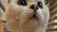 Get Up Close and Personal with this Cute Feline