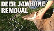 Extracting a Deer Jawbone