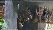 Straw Coloured Fruit Bats 🦇 Watch LIVE