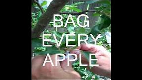 Keeping Worms Out of Backyard Apples Using Paper Bags
