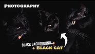 BLACK Cat Photography / Black Background