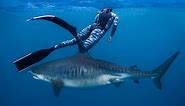 Say hello to Kamakai, the world's biggest tiger shark