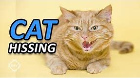 Cat Hissing and Growling Sound to get your Cat's Attention HQ