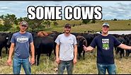 Some Cows (Some Girls Parody)
