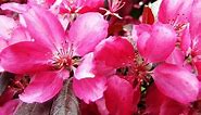 Flowering Crabapple Trees: Four Seasons of Beauty
