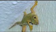 Gecko Lizard - common Indian city chipkali