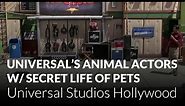 Universal's Animal Actors with The Secret Life of Pets - Universal Studios Hollywood