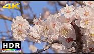 【4K HDR】Spring in Tokyo - Yushima Tenjin Shrine Ume Blossoms