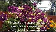 clematis jackmanii, Deep purple. Help and care