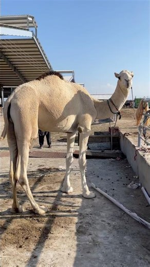 camel mandi lahore #shorts #ytshorts #animals #camel