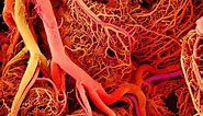 Anatomy and Physiology of Blood Vessels