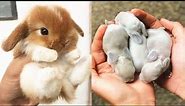 Cute baby animals Videos Compilation cute moment of the animals #15 Cutest Animals 2023