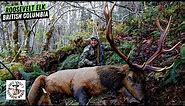 Hunt for a Massive Roosevelt Elk in BC Rainforest