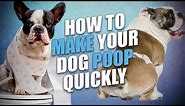 How to Make a Dog Poop Quickly - 5 Actionable Tips