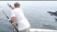Rhode Island Mako Shark Fishing 7-11-21 (juvenile mako w/ jump(s) 4K