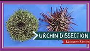 Sea Urchin Dissection || Aristotle's Lantern [EDU]