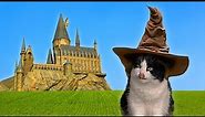 Harry Potter with a Cat - Back to Hogwarts | Meowdrama