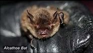 A Celebration of British Bat's - The British Mammal Guide