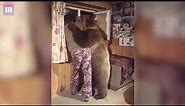 Domesticated bear gives his owner a lovely CUDDLE!
