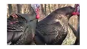Let’s get ready to GOBBLE! 🦃MyOutdoorTV‘s newest live channel #TurkeyStream has officially launched! Watch all your favorite turkey hunts totally FREE March through May 👍🏼 https://www.myoutdoortv.com/?utm_source=all&utm_medium=producer&utm_campaign=drurys | Drury Outdoors