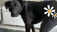 Boxador (Black Labrador Retriever Boxer Mix) Dog For Adoption in NYC - Meet Bentley