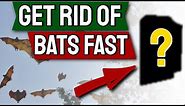 Bats How to Get Rid of them Fast | Top 7 Ways