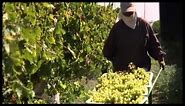 Grape expectations: Delicious California-grown table grapes