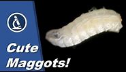 🔬 062 - How to look at live MAGGOTS under the microscope | Citizen Science, amateur science project