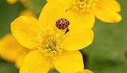 That’s Not a Yellow Ladybug—It’s an Invasive Asian Lady Beetle