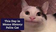 This Day in Meme History: Polite Cat