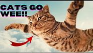 Funny Cats Go Wee! Compilation │ Yup, They Yeet!