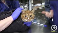 How to Administer Oral Medication to Cats