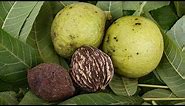 Black Walnuts - Harvesting, Processing and recipes - Survival Food