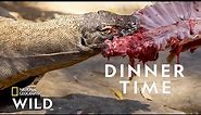 Feeding a Komodo Dragon | Secrets of the Zoo: Down Under