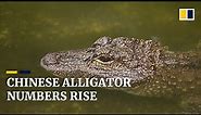 Endangered Chinese alligator population recovering amid China’s artificial breeding efforts