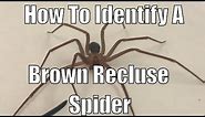 How to identify a brown recluse spider
