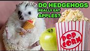 Pygmy Hedgehog DIET | How to feed a hedgehog? | Hedgehog food