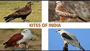 Kites of India 🇮🇳 | Raptors | Indian Birds