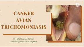 Canker||Avian trichomoniasis in Aseel birds||Treatment & prevention by Dr Hafiz Nouman zaheer