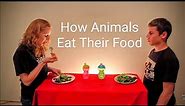 How Animals Eat Their Food